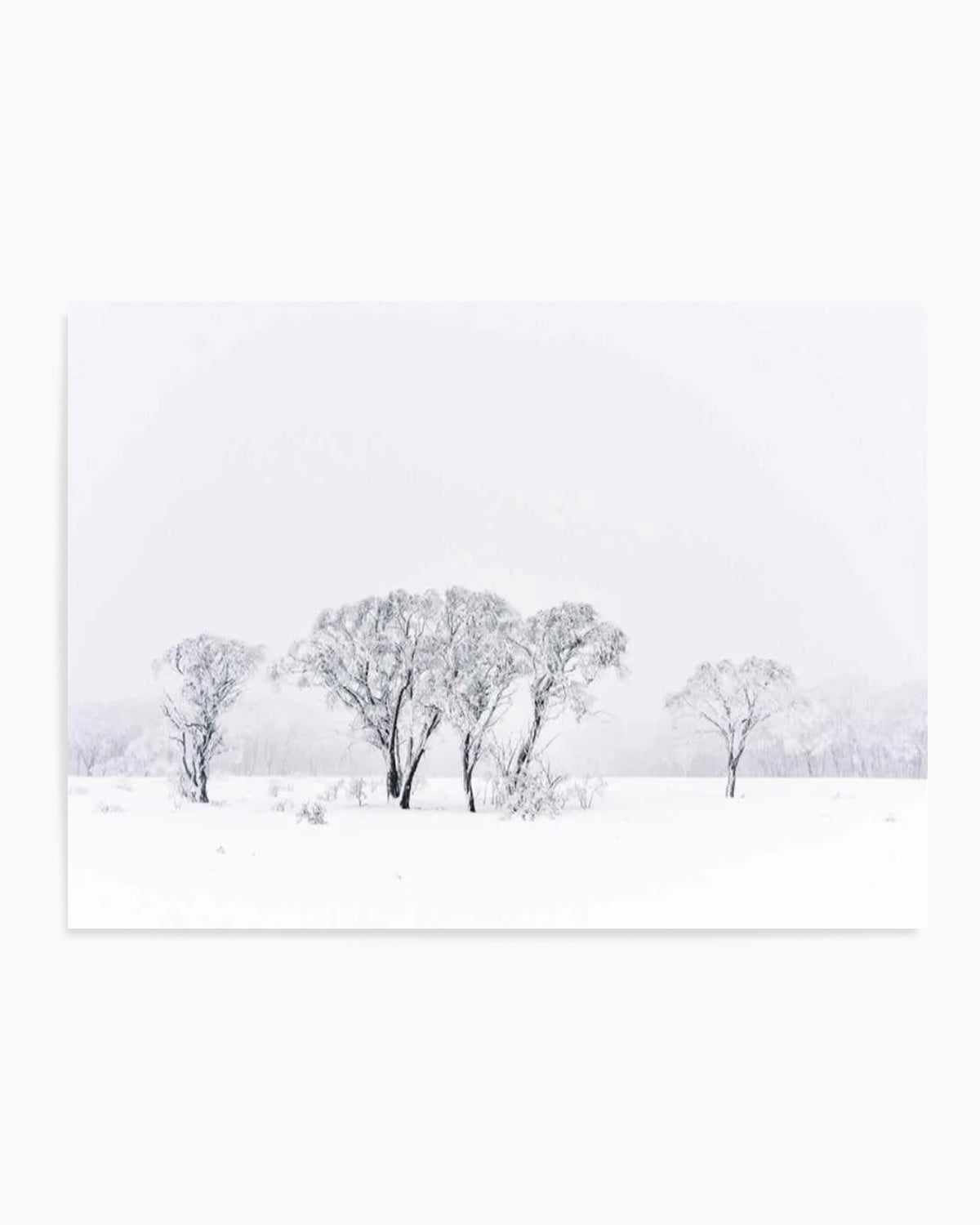 Snowy Gumtrees, Kosciuszko Art Print