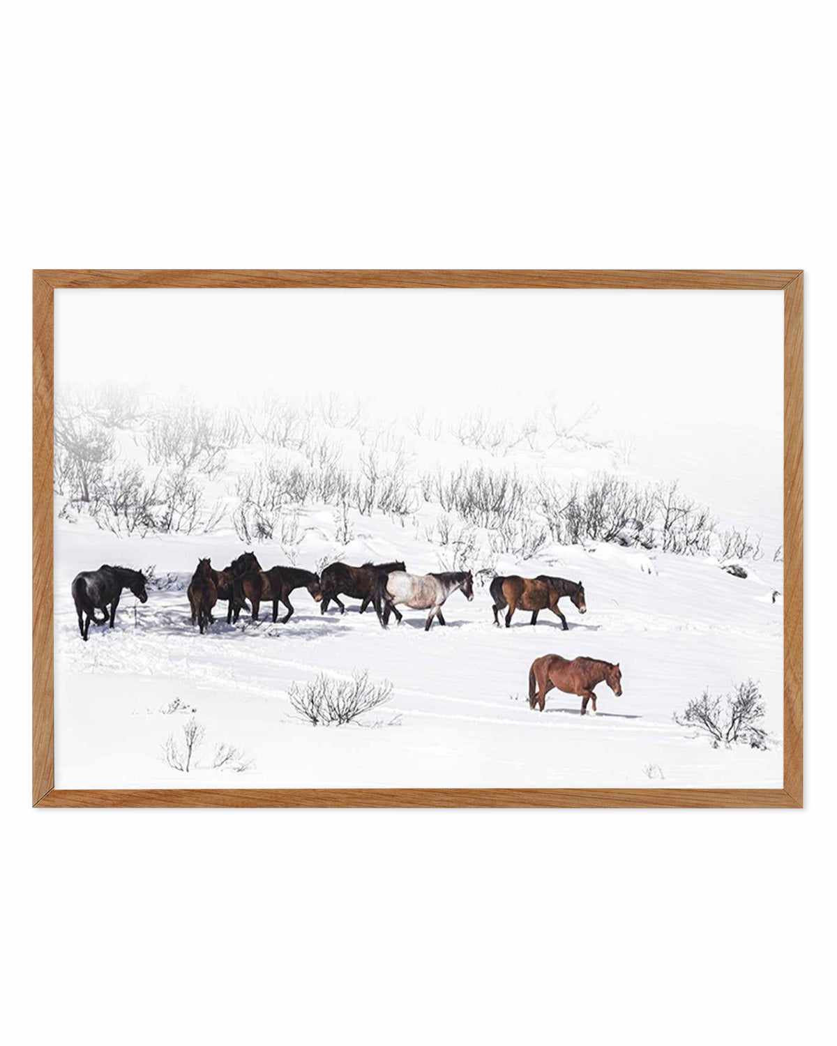 Snowy Mountains Brumbies I Art Print