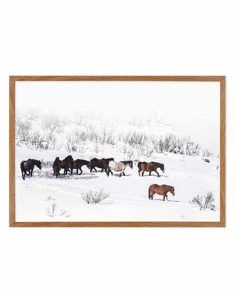 SHOP Snowy Mountains Brumbies in Snow Kosciuszko Framed Fine Art Print