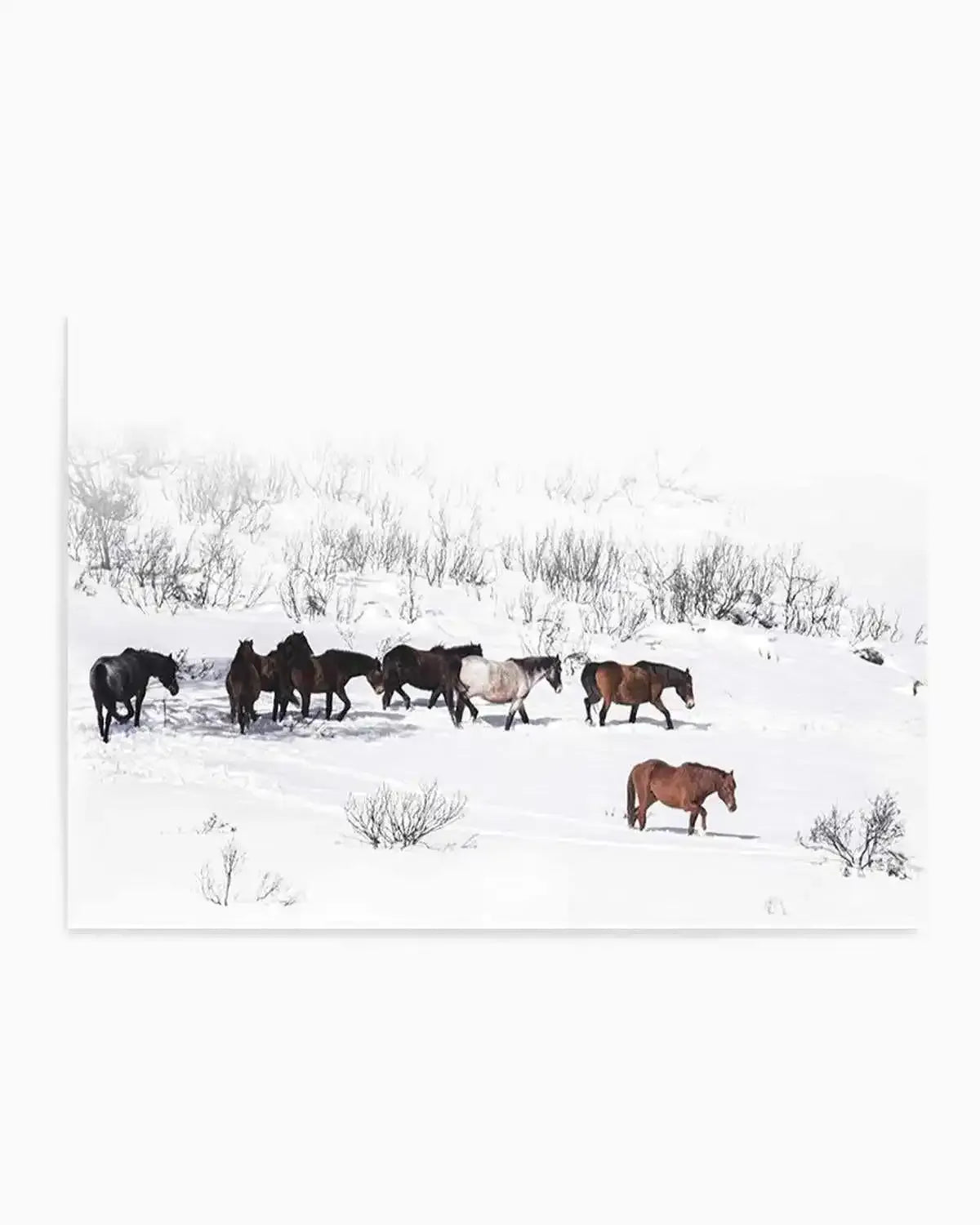 Snowy Mountains Brumbies I Art Print from Olive et Oriel where you can shop wallpaper and artworks online