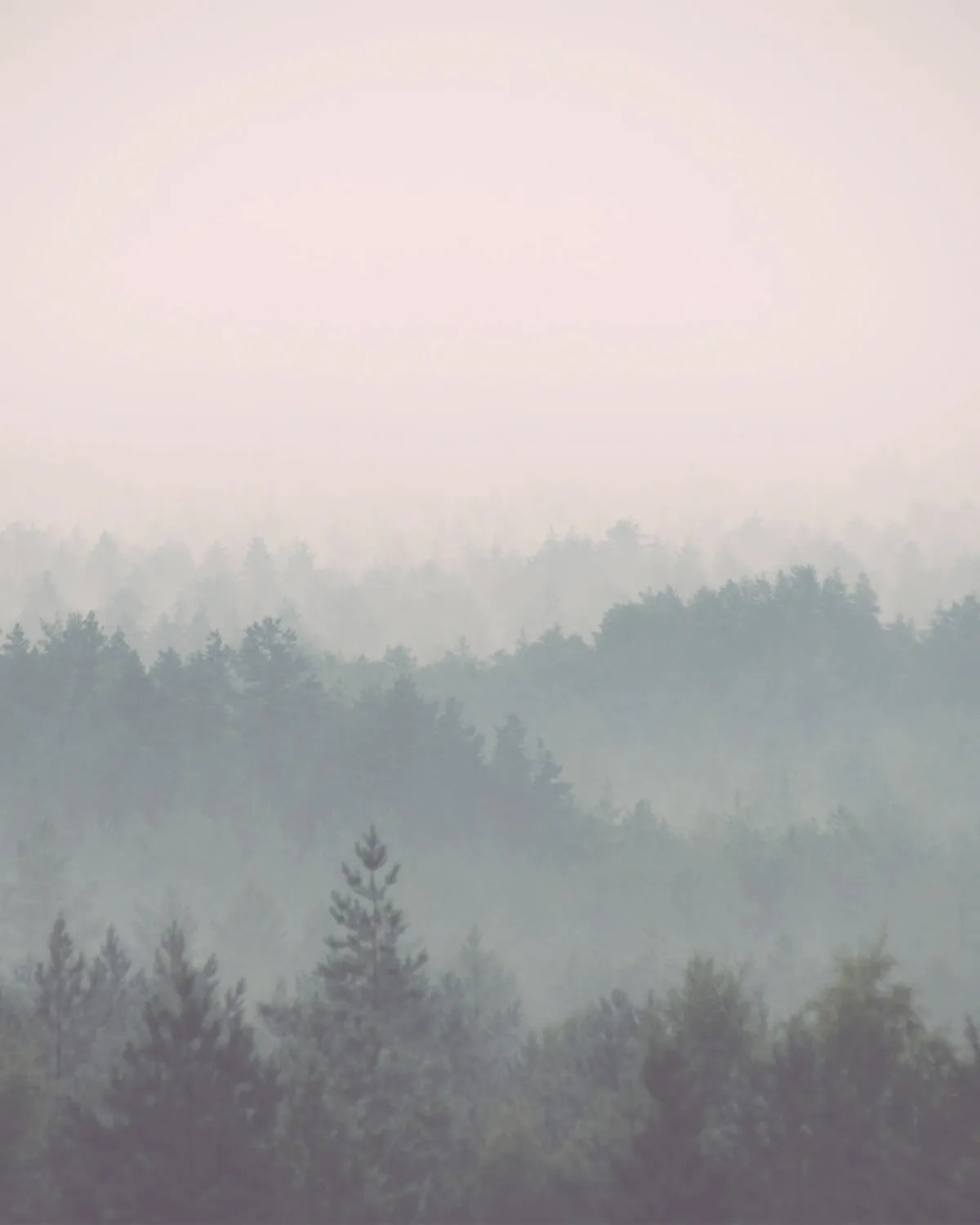 Soft Layered Forest Photo Mural Wallpaper from Olive et Oriel where you can shop wallpaper and artworks online