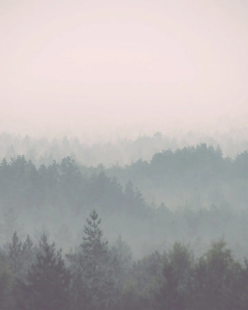 Soft Layered Forest Photo Mural Wallpaper from Olive et Oriel where you can shop wallpaper and artworks online