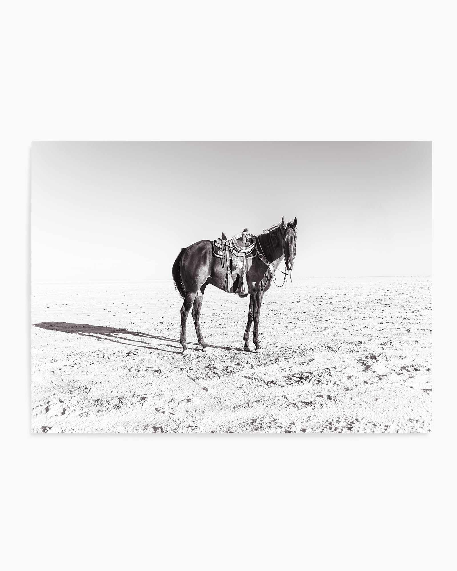 Solo Stang by Rylee Olsen | Art Print from Olive et Oriel where you can shop wallpaper and artworks online