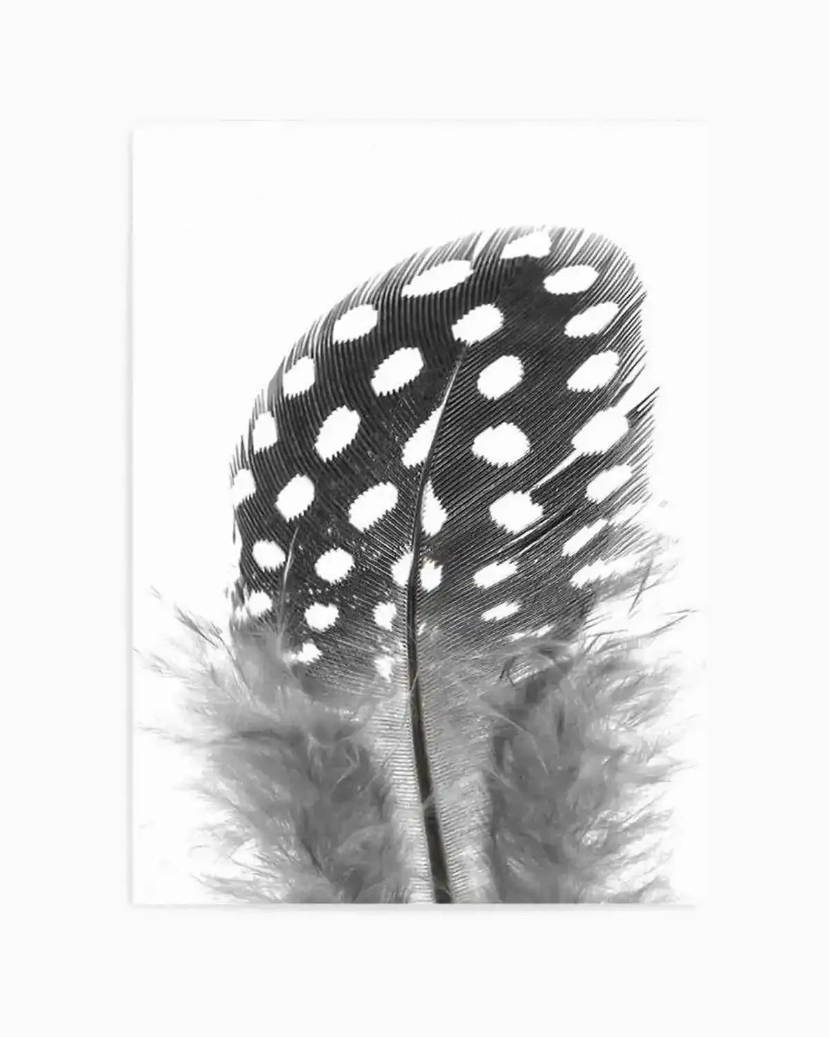 Spotted Feather Art Print from Olive et Oriel where you can shop wallpaper and artworks online