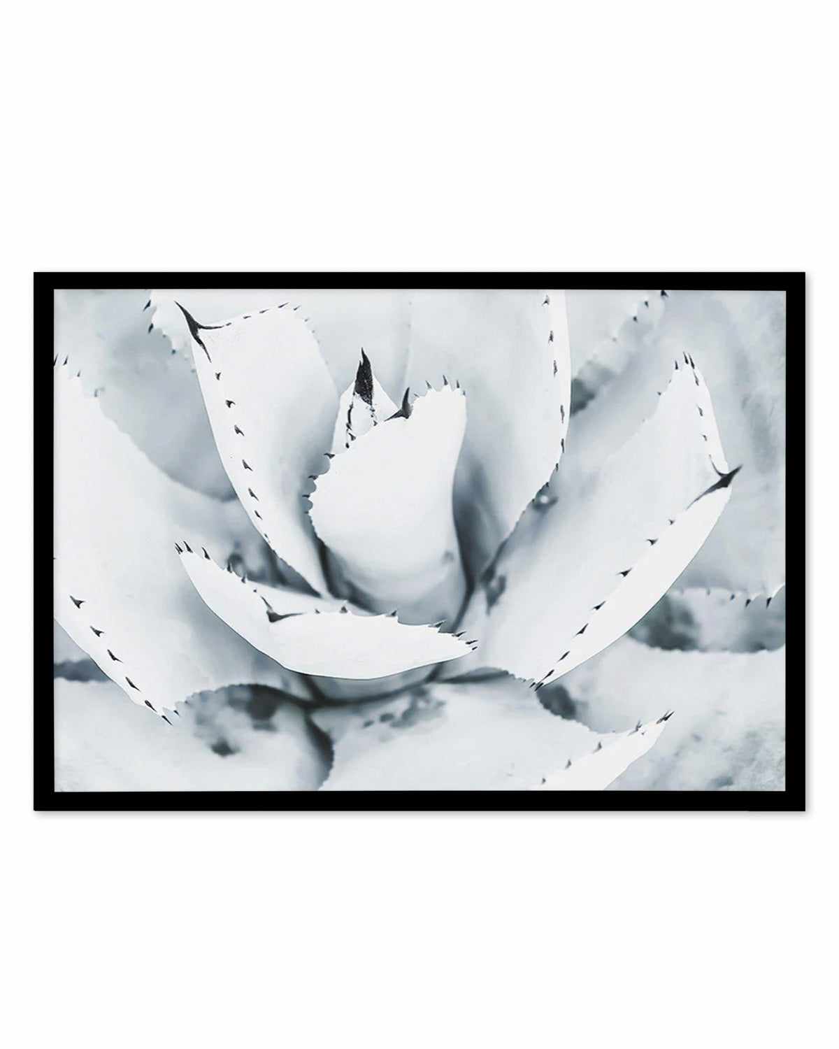 Succulent B&W Art Print