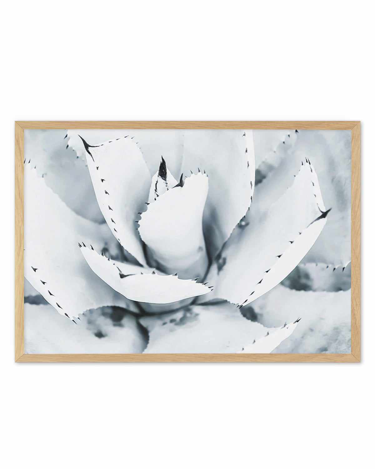 Succulent B&W Art Print