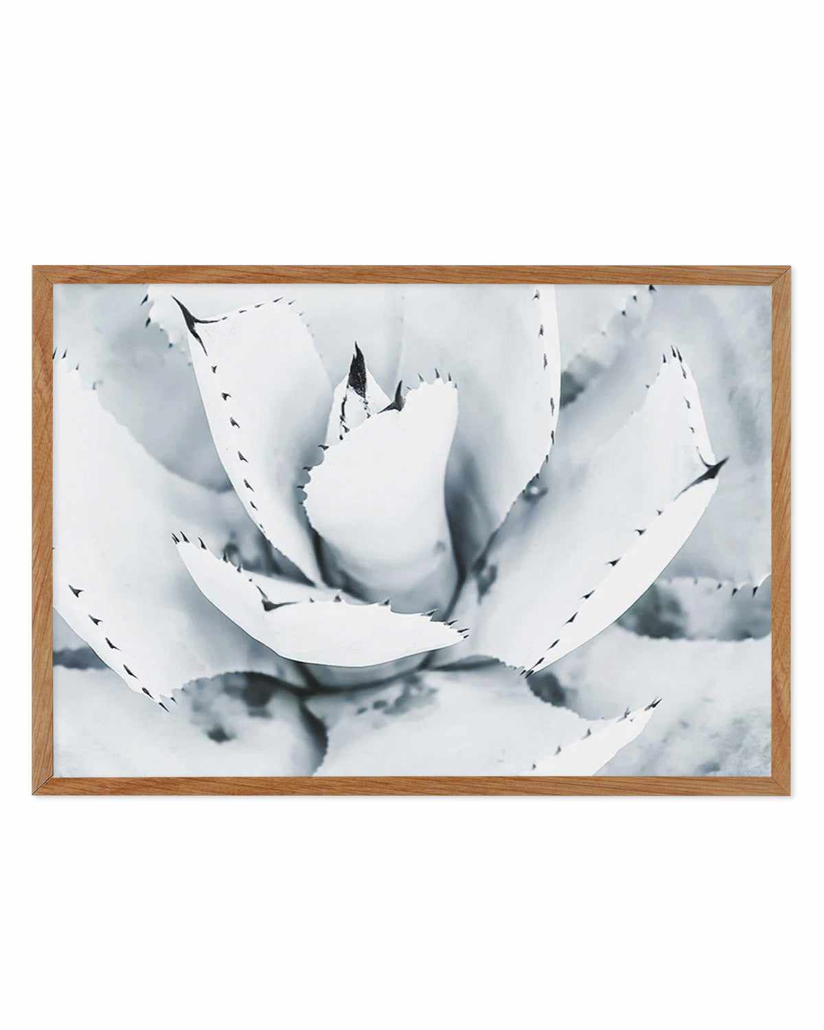 Succulent B&W Art Print