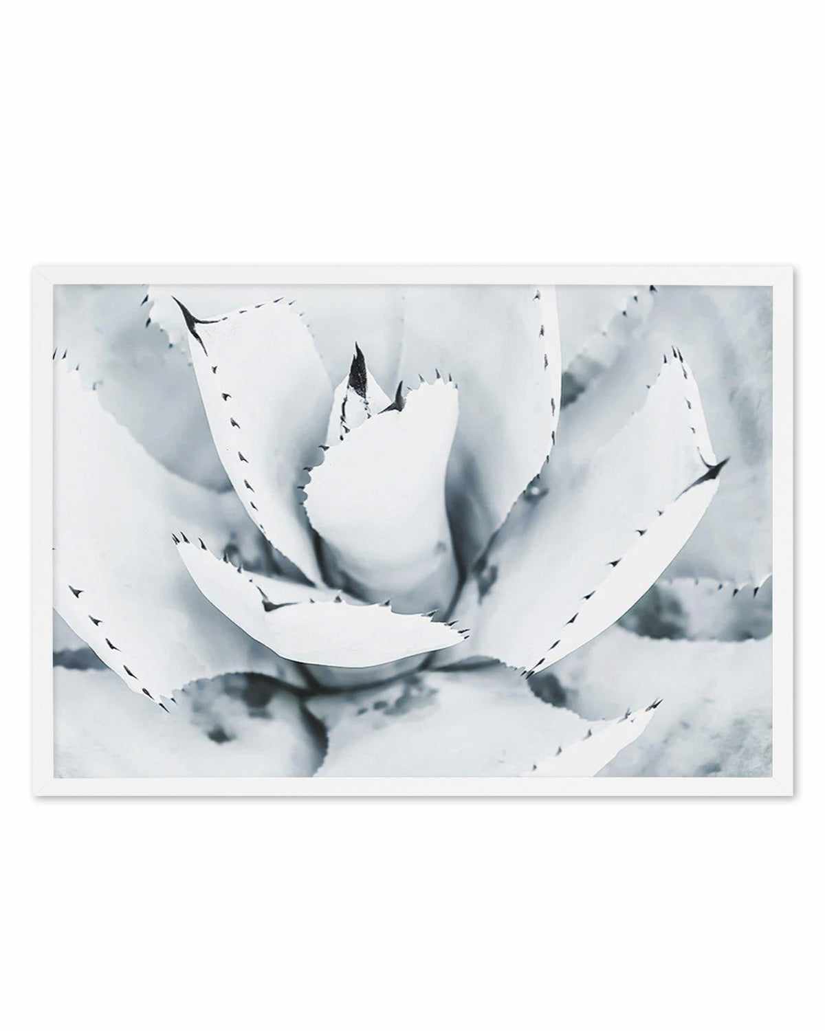 Succulent B&W Art Print