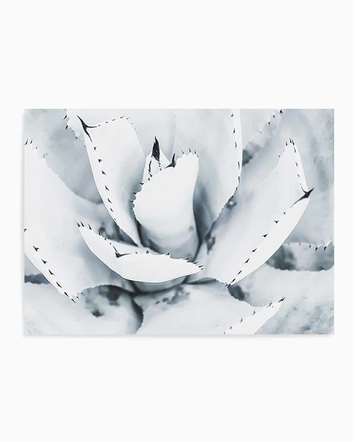 Succulent B&W Art Print