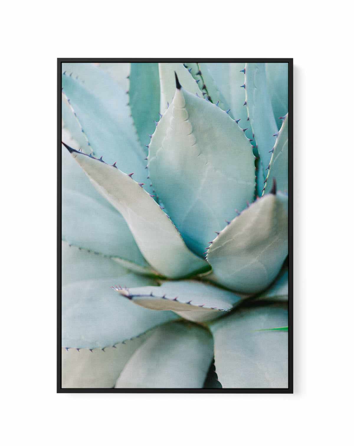 Succulent Green By Raisa Zwart | Framed Canvas Art Print from Olive et Oriel where you can shop wallpaper and artworks online
