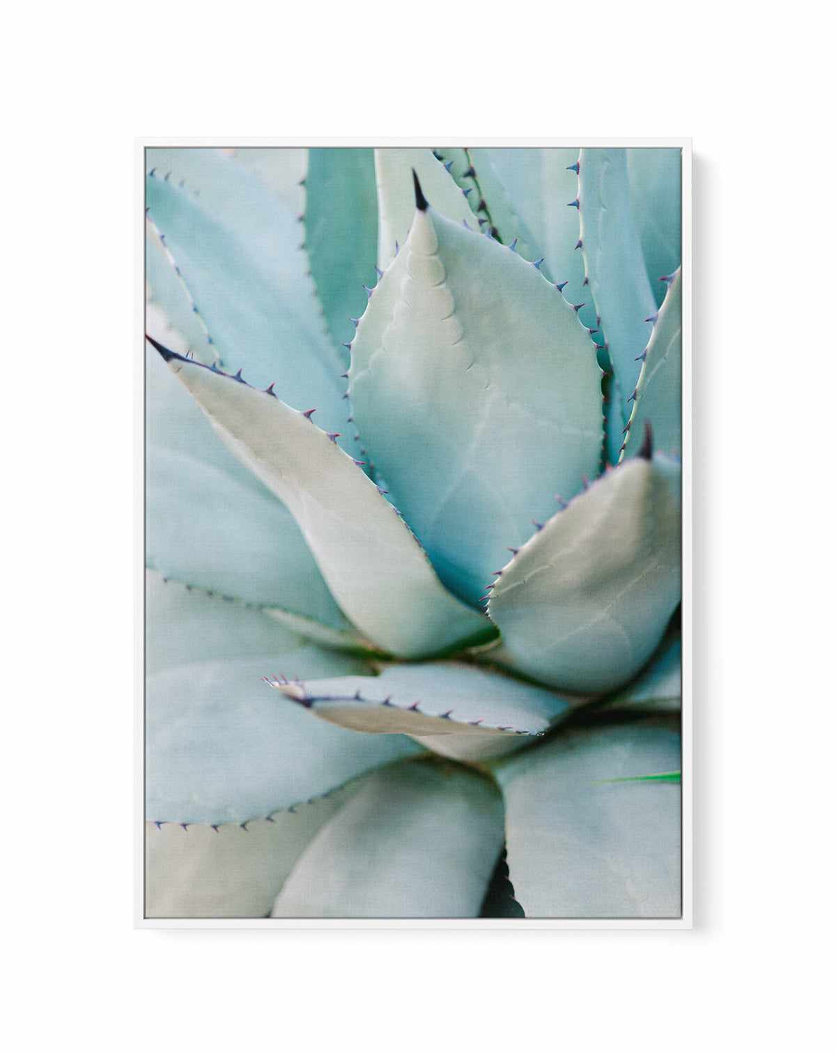 Succulent Green By Raisa Zwart | Framed Canvas Art Print from Olive et Oriel where you can shop wallpaper and artworks online