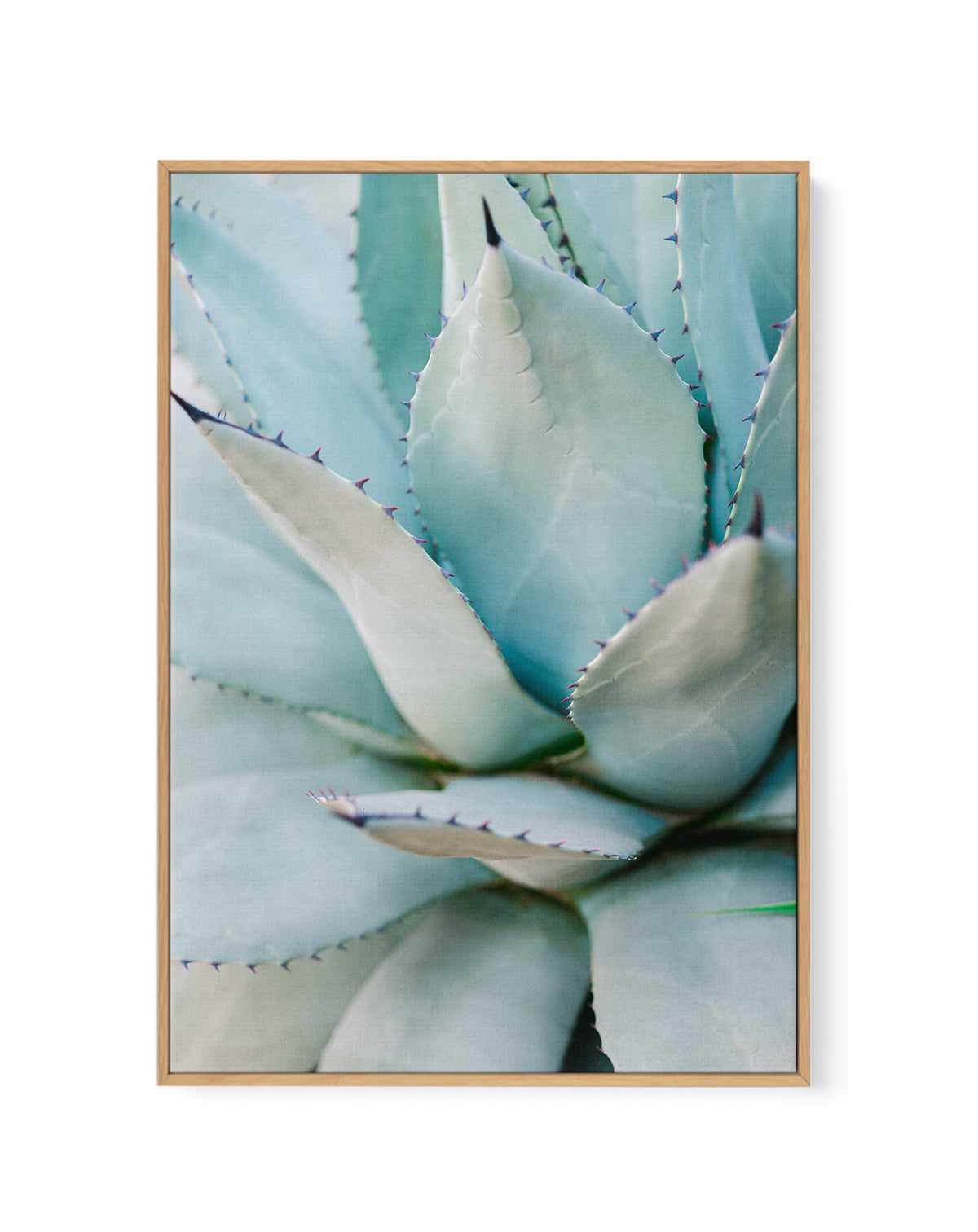 Succulent Green By Raisa Zwart | Framed Canvas Art Print from Olive et Oriel where you can shop wallpaper and artworks online