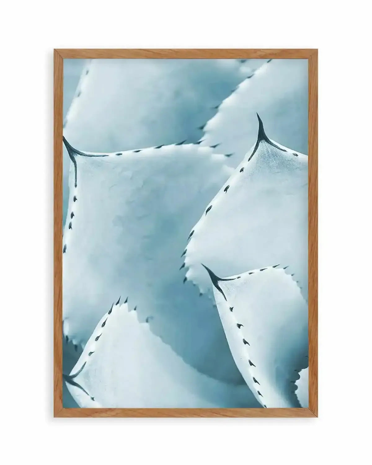 Succulent I | PT Art Print from Olive et Oriel where you can shop wallpaper and artworks online