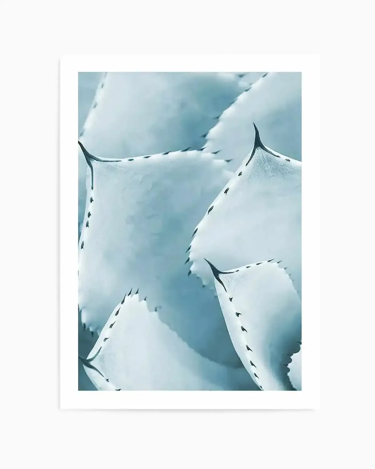 Succulent I | PT Art Print from Olive et Oriel where you can shop wallpaper and artworks online