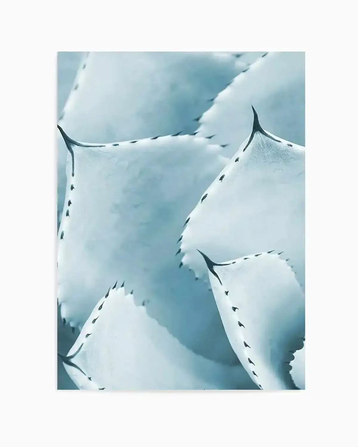 Succulent I | PT Art Print from Olive et Oriel where you can shop wallpaper and artworks online