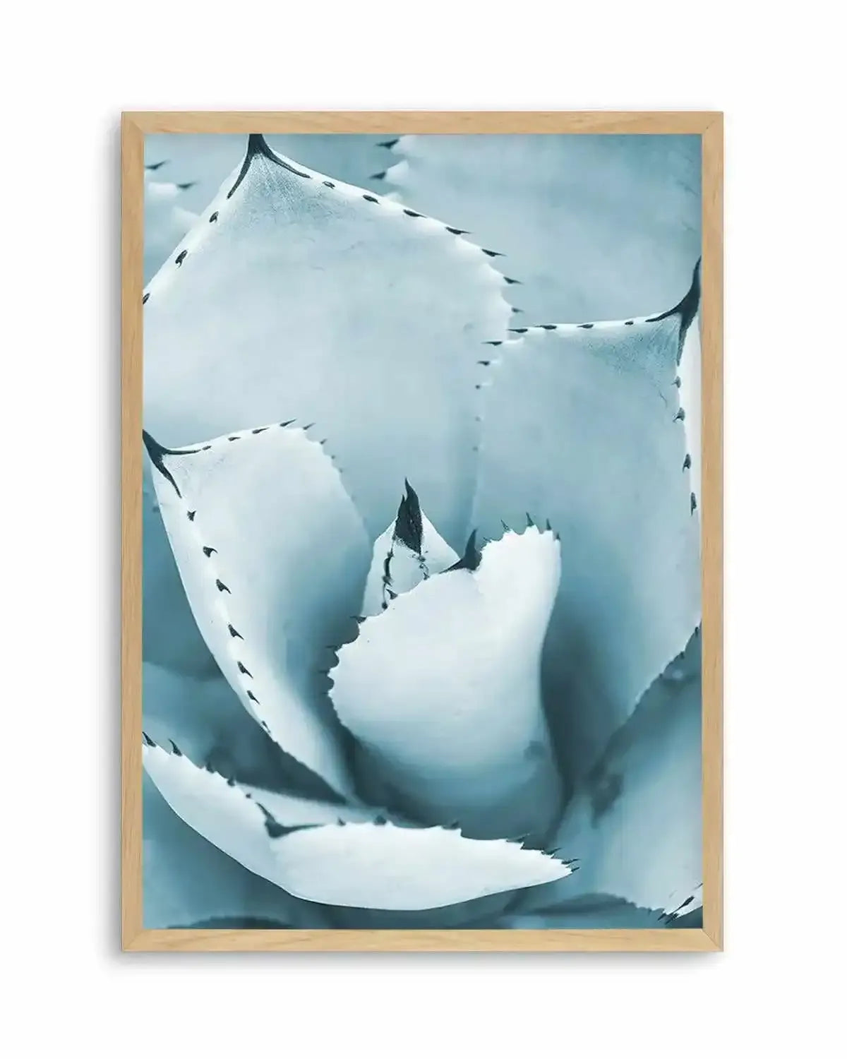 Succulent II | PT Art Print from Olive et Oriel where you can shop wallpaper and artworks online