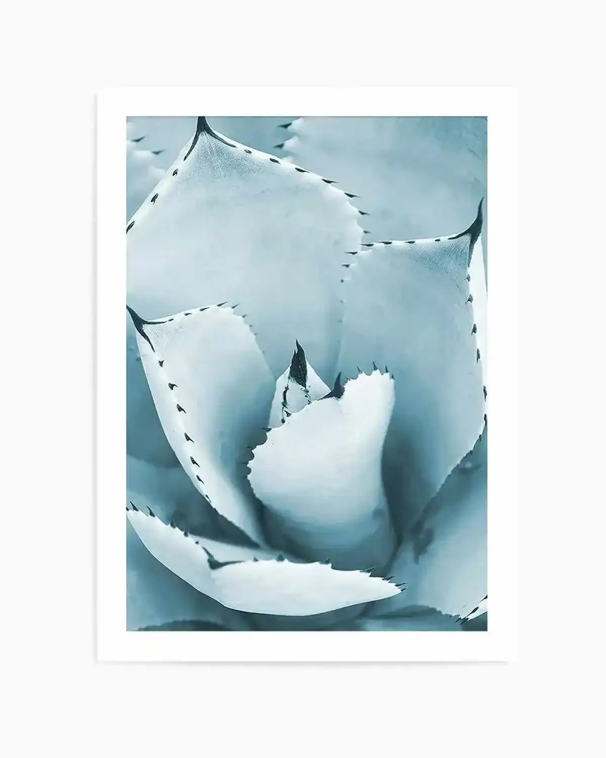 Succulent II | PT Art Print from Olive et Oriel where you can shop wallpaper and artworks online