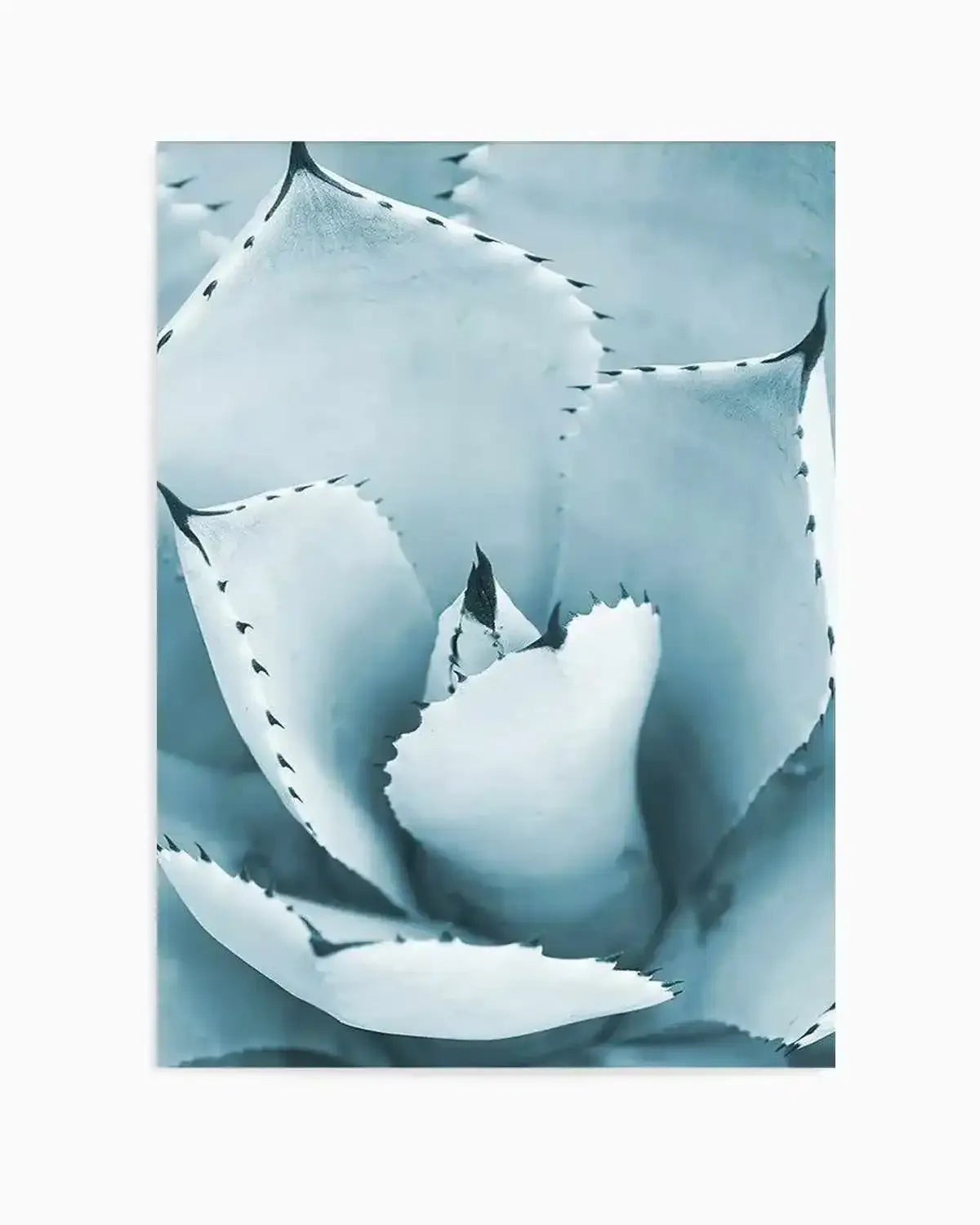 Succulent II | PT Art Print from Olive et Oriel where you can shop wallpaper and artworks online