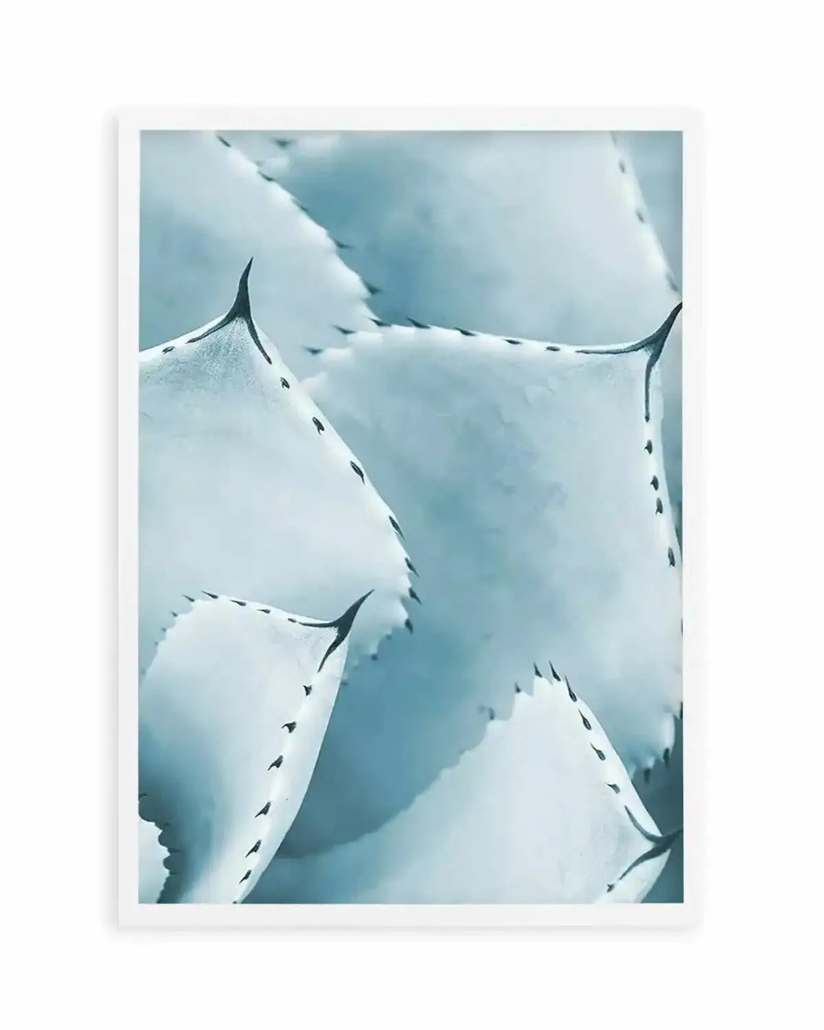 Succulent III | PT Art Print from Olive et Oriel where you can shop wallpaper and artworks online