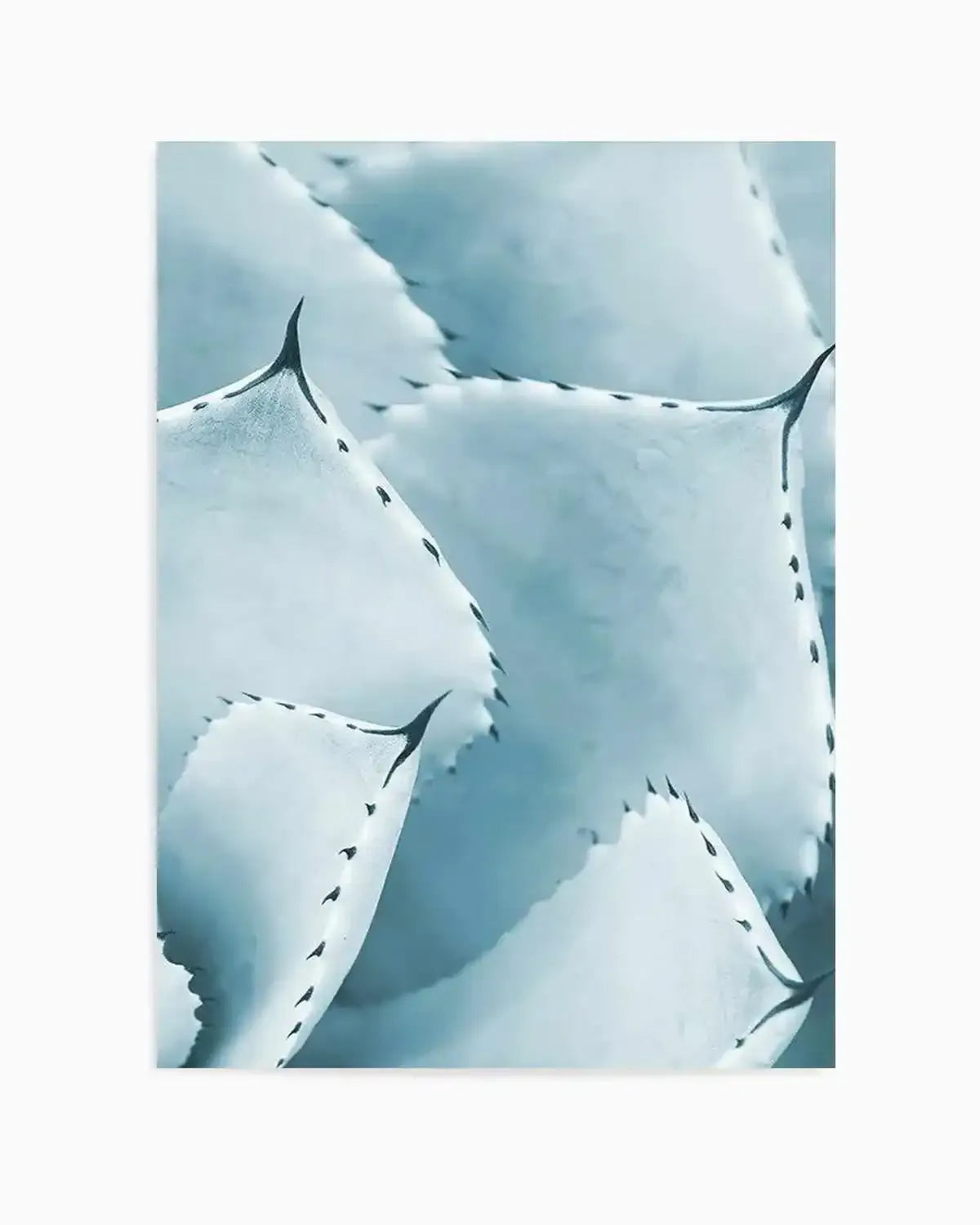 Succulent III | PT Art Print from Olive et Oriel where you can shop wallpaper and artworks online