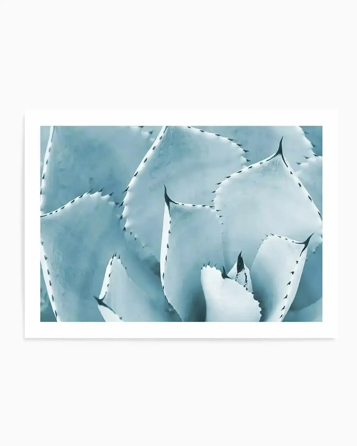 Succulent | LS Art Print from Olive et Oriel where you can shop wallpaper and artworks online