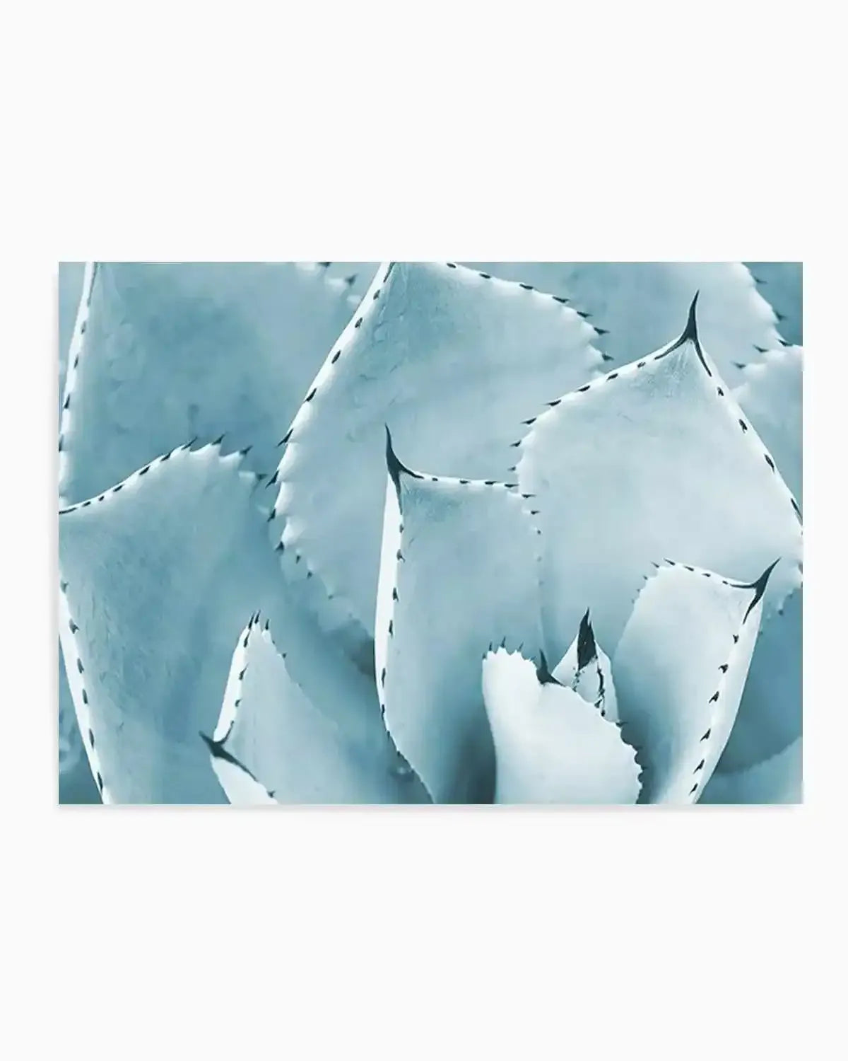 Succulent | LS Art Print from Olive et Oriel where you can shop wallpaper and artworks online