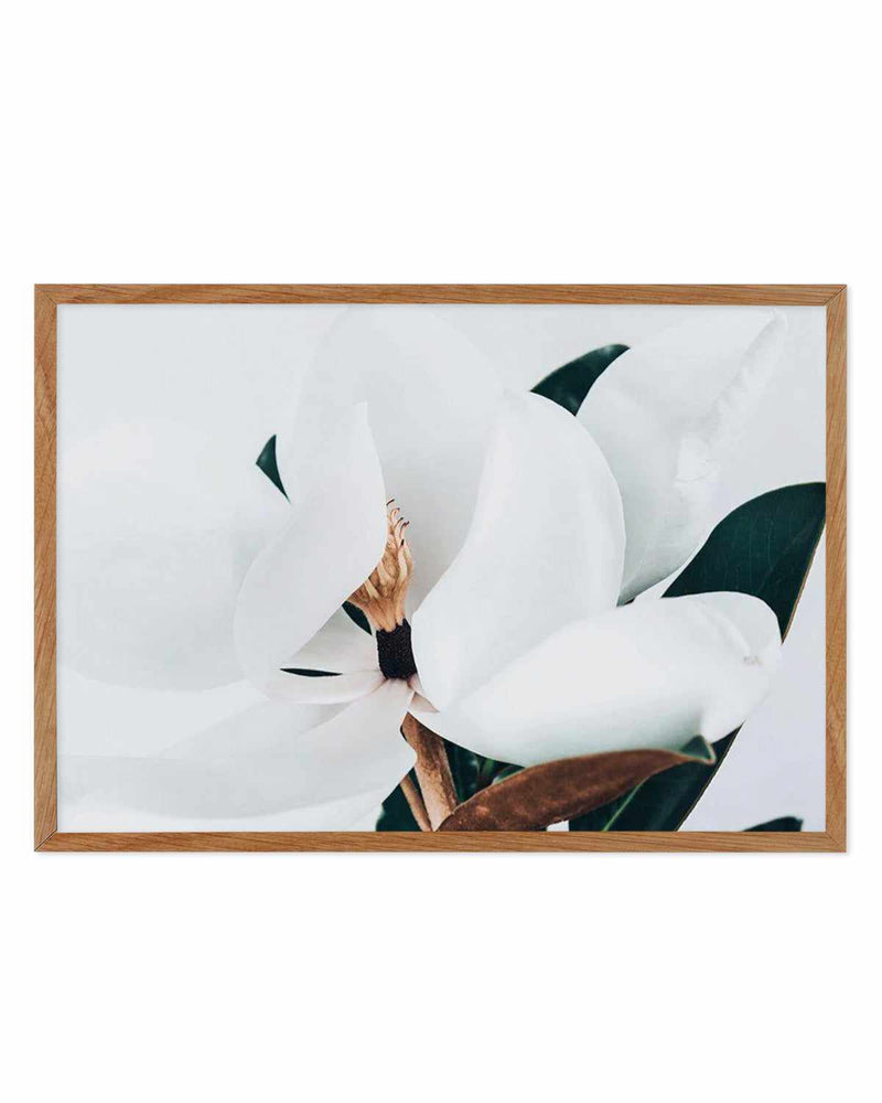 Summer Magnolia | LS Art Print