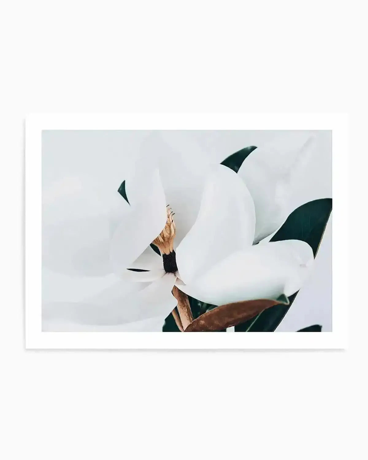 Summer Magnolia | LS Art Print from Olive et Oriel where you can shop wallpaper and artworks online