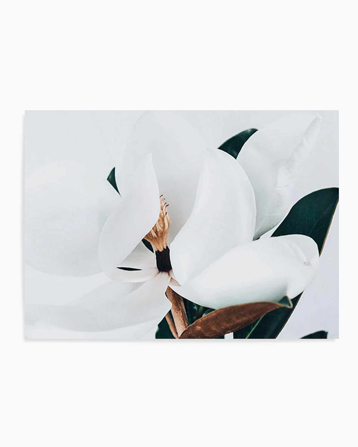 Summer Magnolia | LS Art Print