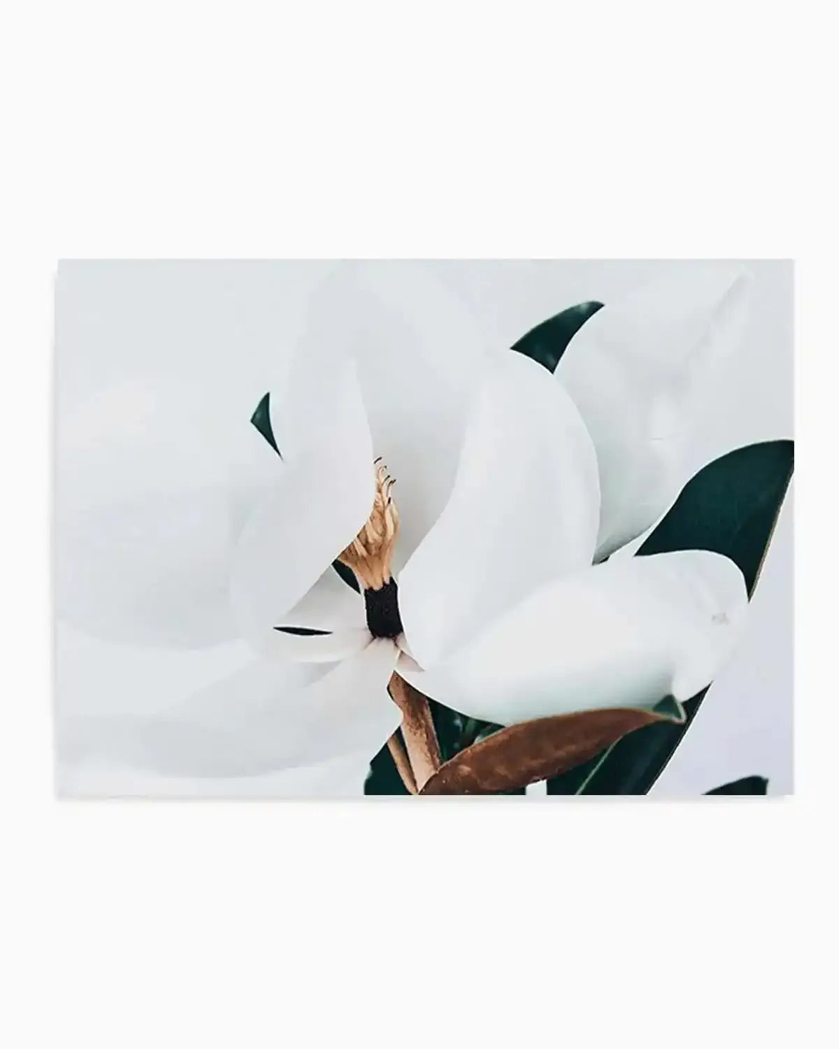 Summer Magnolia | LS Art Print from Olive et Oriel where you can shop wallpaper and artworks online