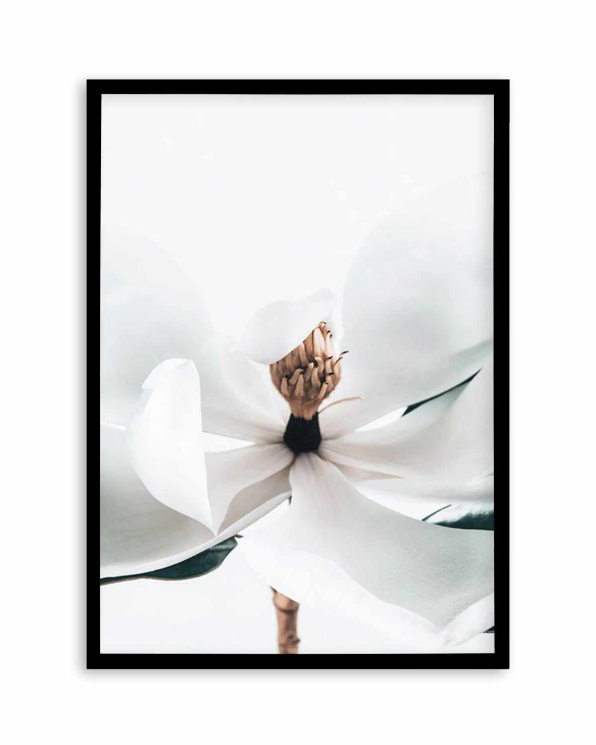 Summer Magnolia | PT Art Print