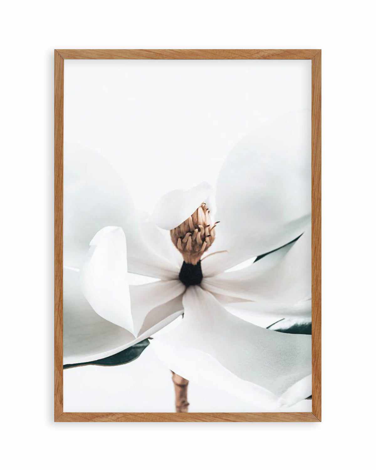 Summer Magnolia | PT Art Print