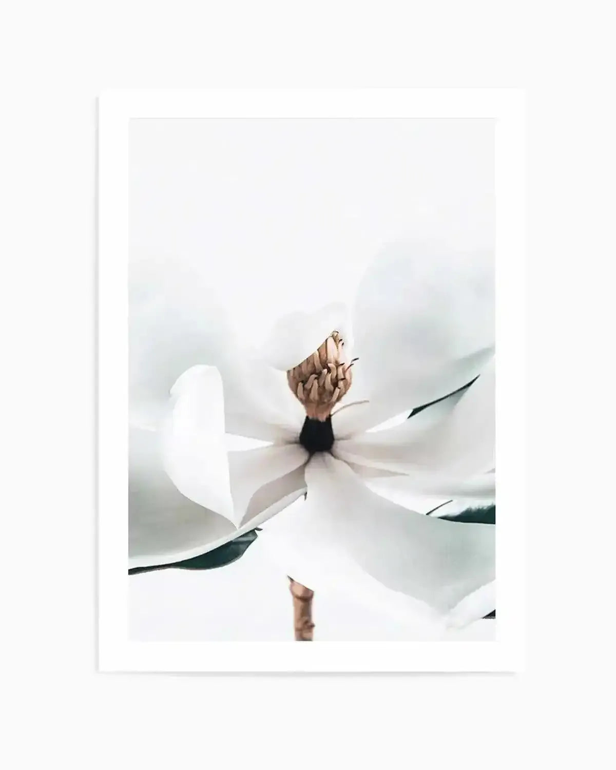 Summer Magnolia | PT Art Print from Olive et Oriel where you can shop wallpaper and artworks online