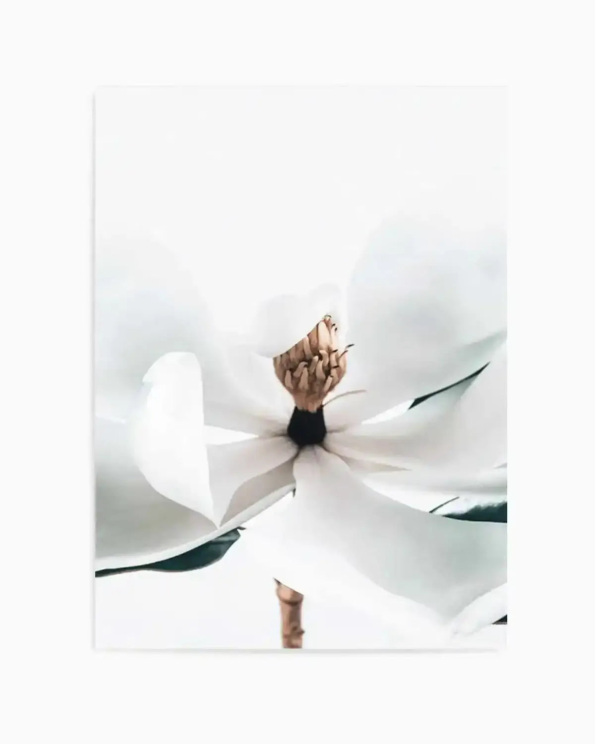Summer Magnolia | PT Art Print from Olive et Oriel where you can shop wallpaper and artworks online