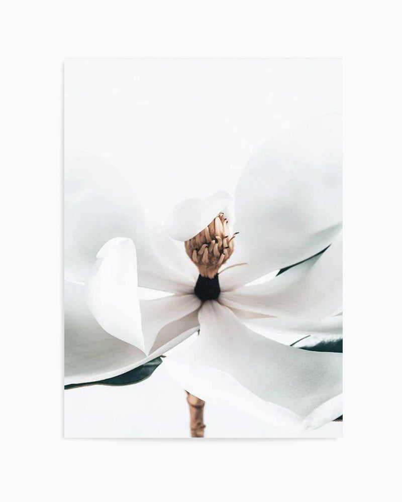 Summer Magnolia | PT Art Print