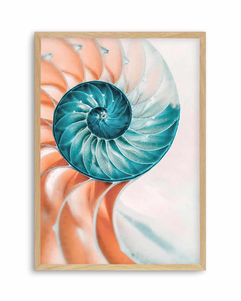 Summer Nautilus Art Print