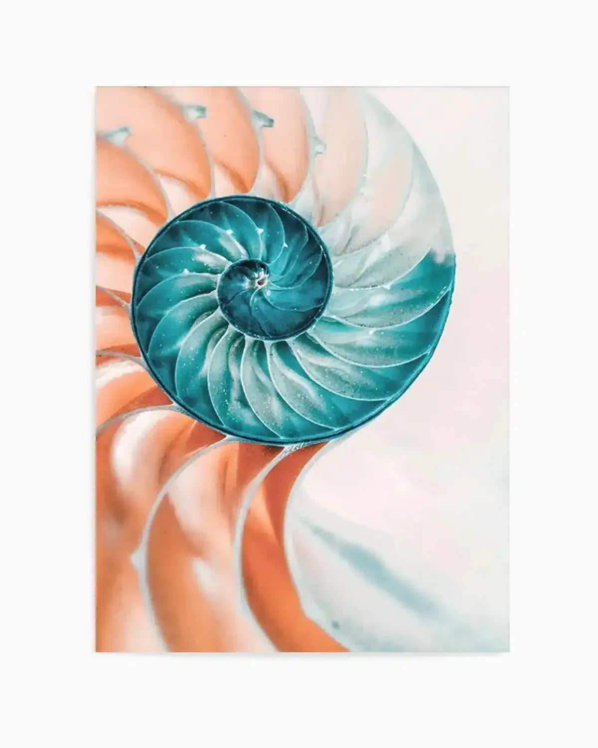 Summer Nautilus Art Print from Olive et Oriel where you can shop wallpaper and artworks online