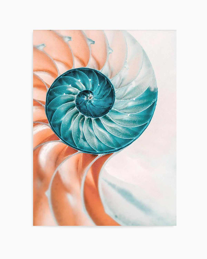 Summer Nautilus Art Print