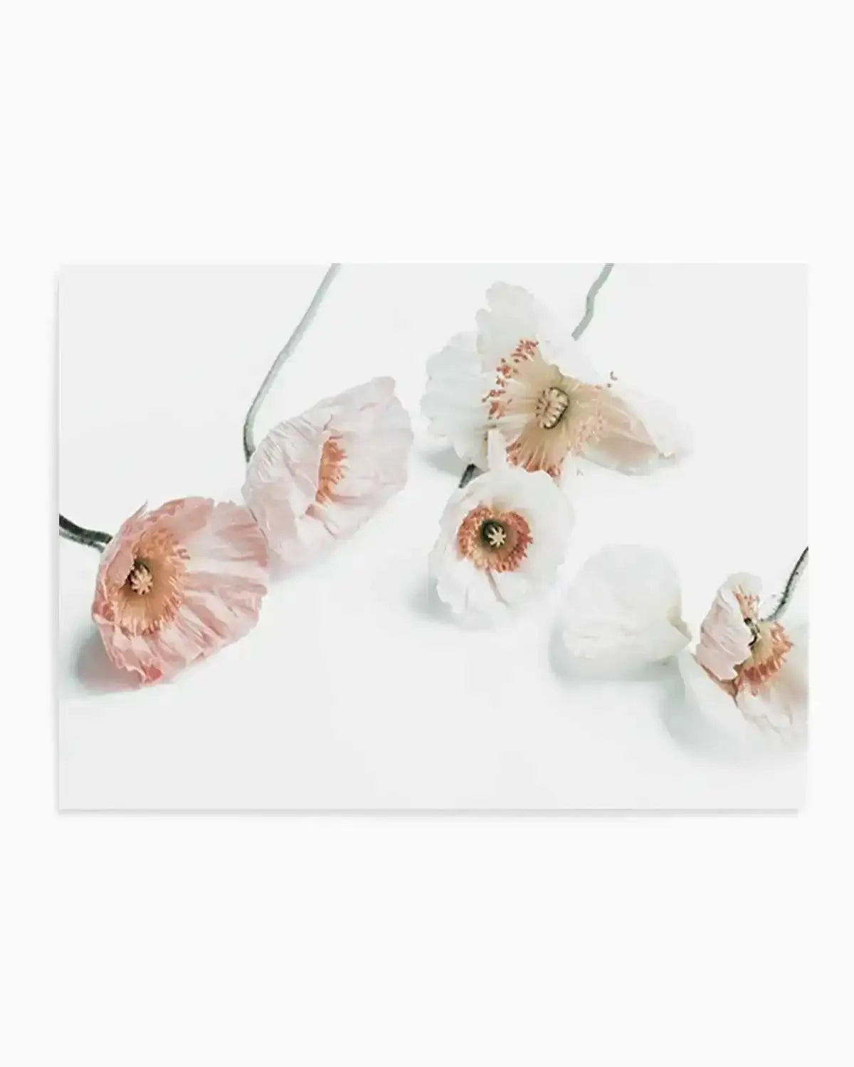 Summer Poppies I | LS Art Print from Olive et Oriel where you can shop wallpaper and artworks online