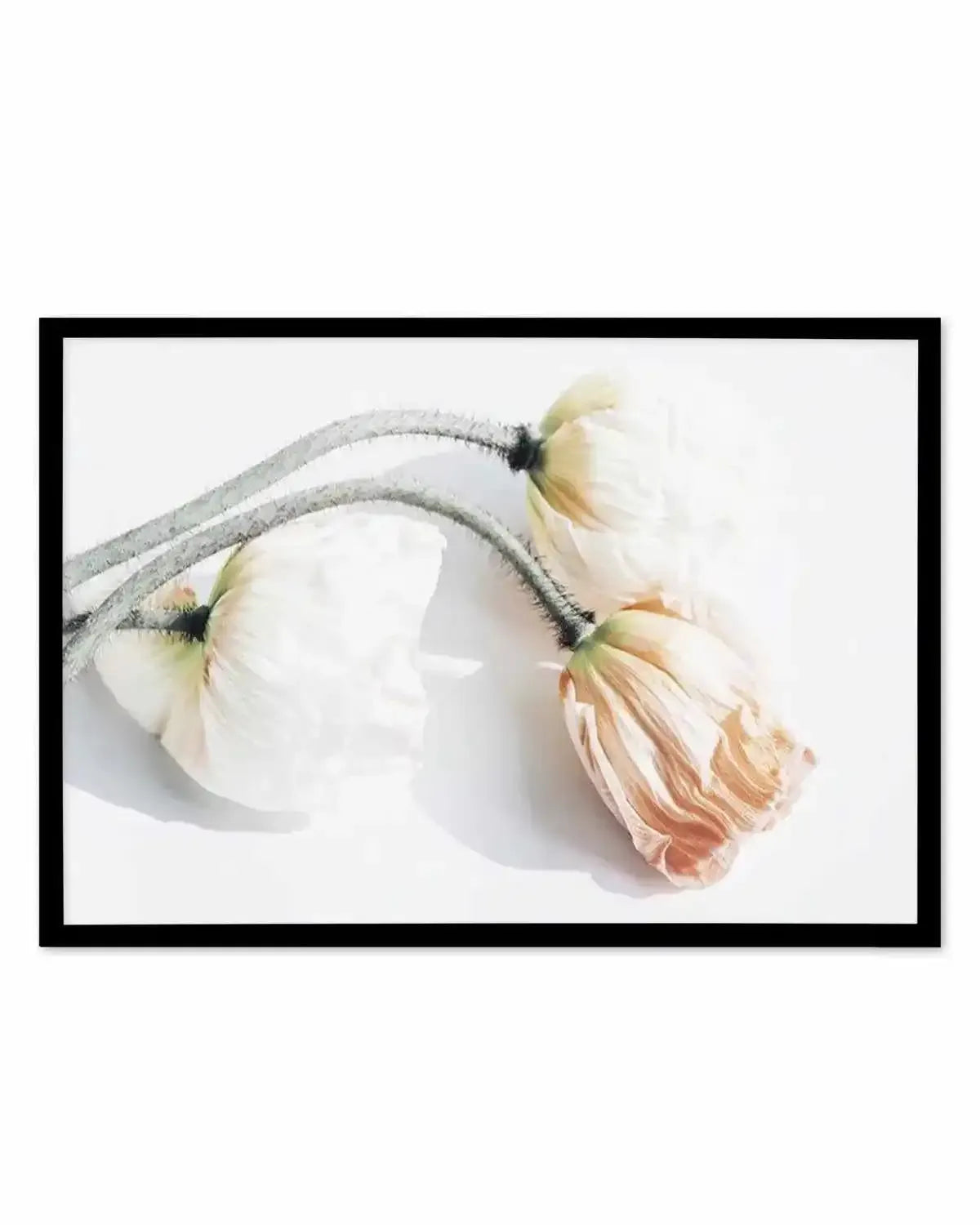 Summer Poppies II | LS Art Print from Olive et Oriel where you can shop wallpaper and artworks online