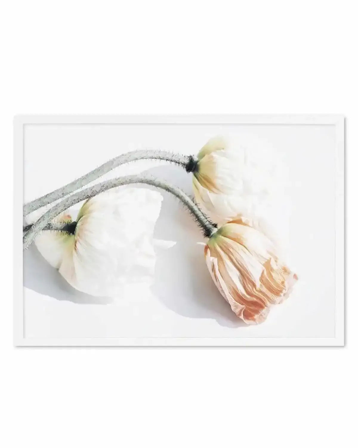 Summer Poppies II | LS Art Print from Olive et Oriel where you can shop wallpaper and artworks online