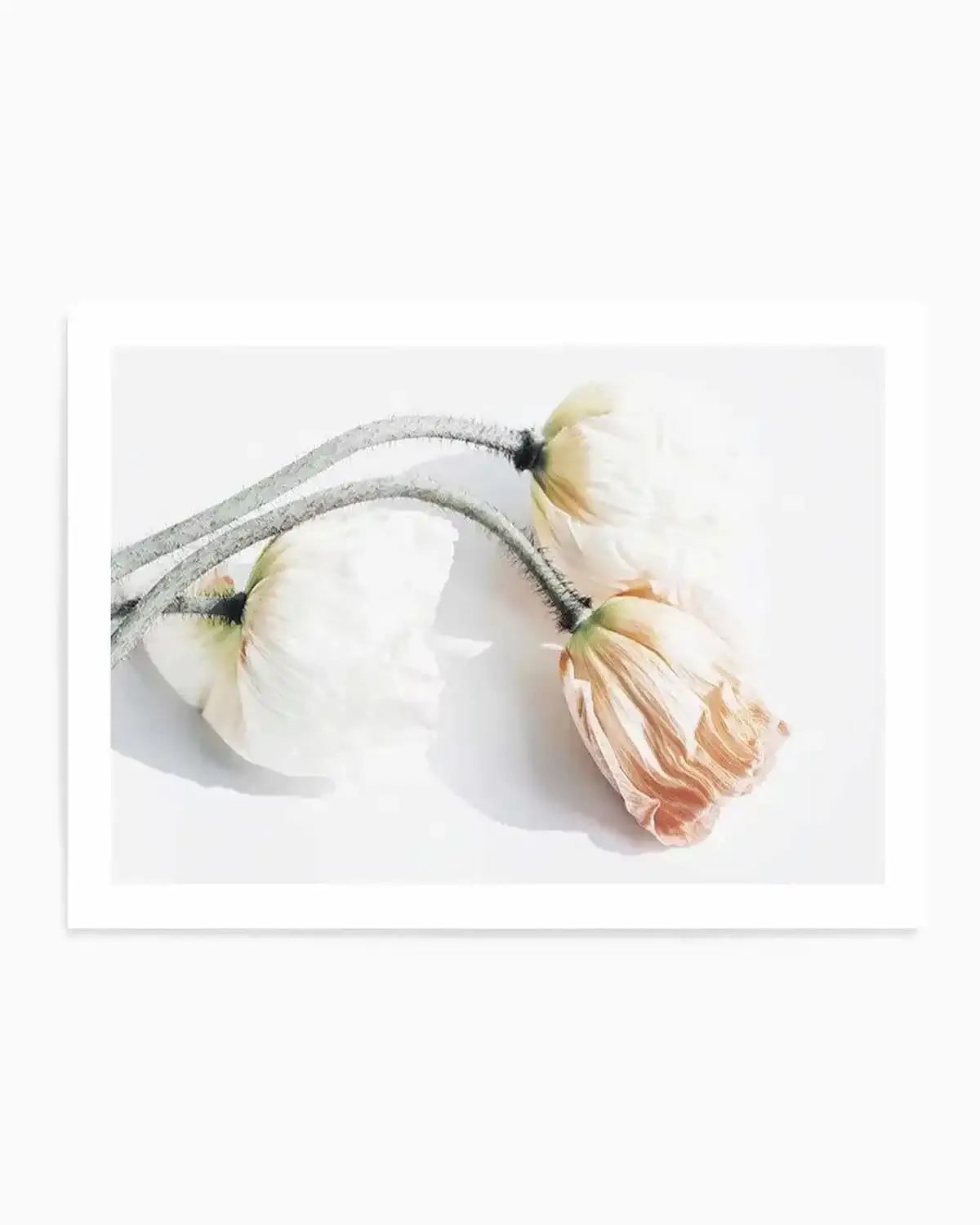 Summer Poppies II | LS Art Print from Olive et Oriel where you can shop wallpaper and artworks online