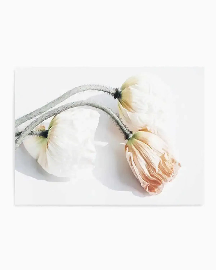 Summer Poppies II | LS Art Print from Olive et Oriel where you can shop wallpaper and artworks online