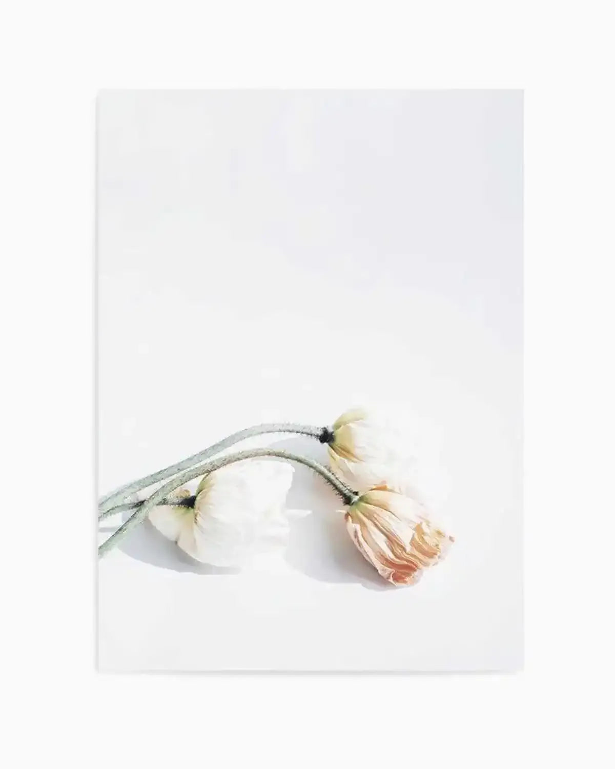 Summer Poppies II | PT Art Print from Olive et Oriel where you can shop wallpaper and artworks online