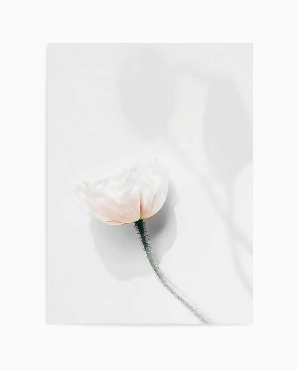 Summer Poppies IV Art Print from Olive et Oriel where you can shop wallpaper and artworks online