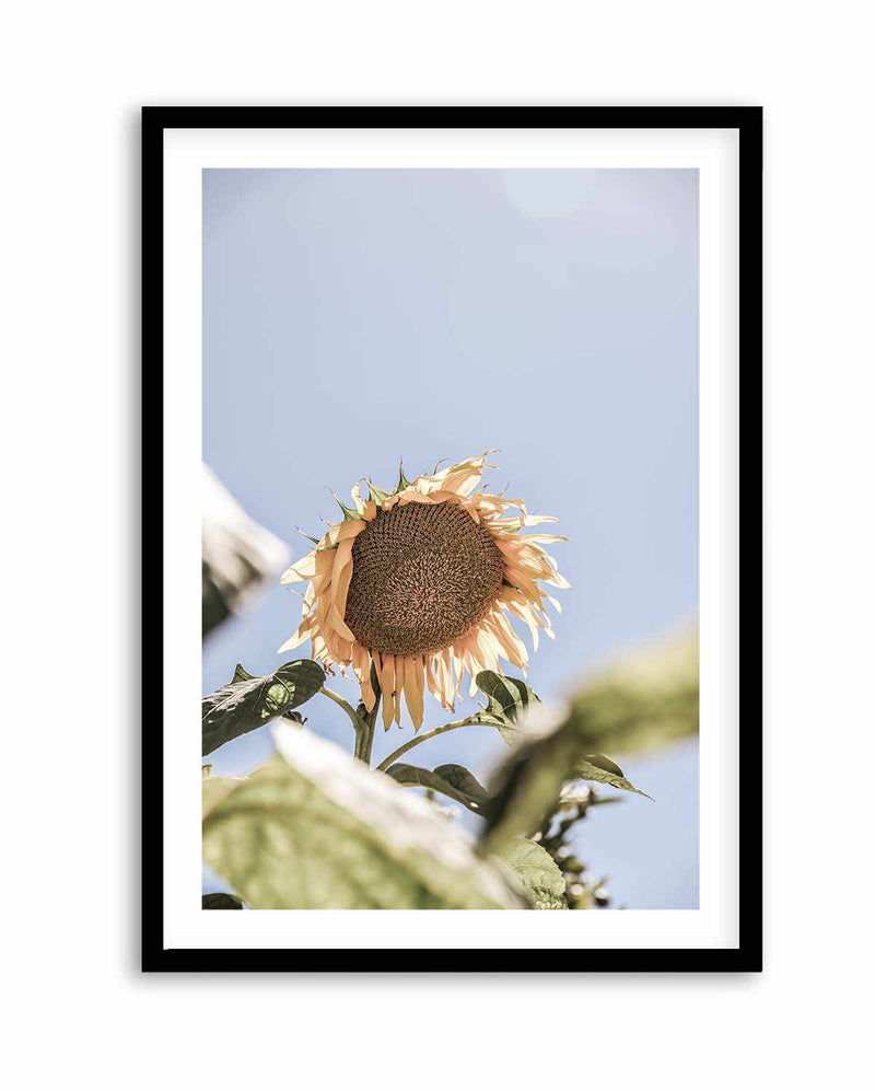 Sun Bloom Shot By Clint | Art Print