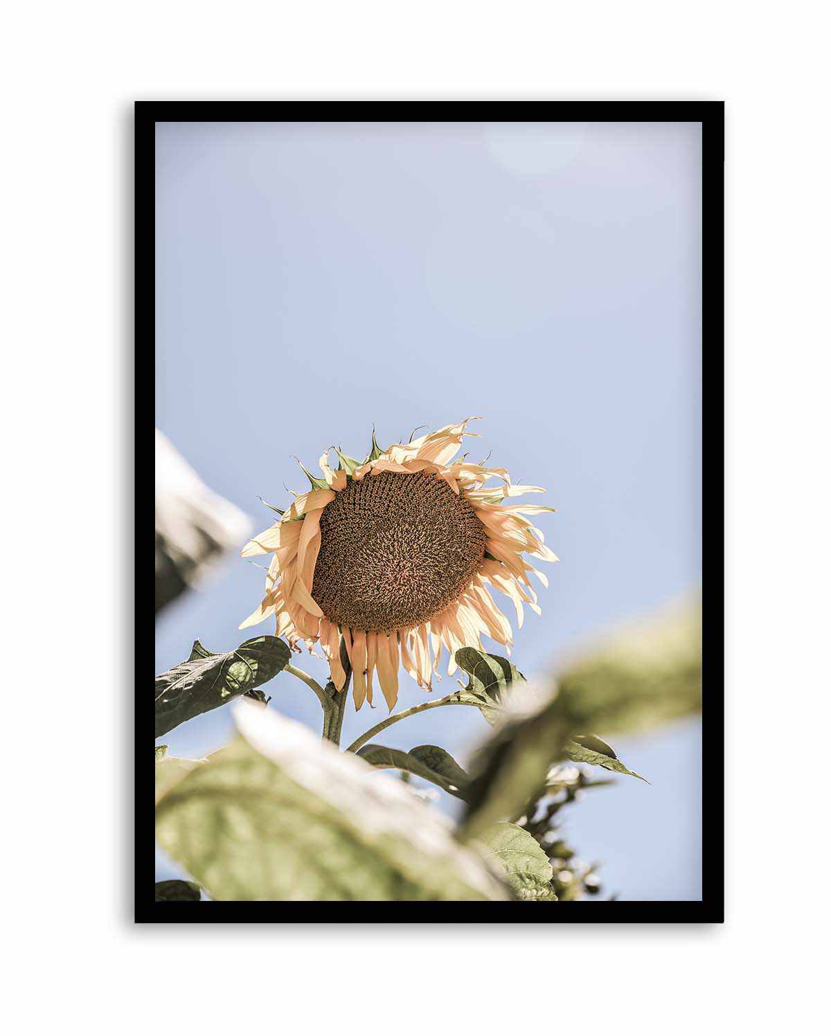 Sun Bloom Shot By Clint | Art Print from Olive et Oriel where you can shop wallpaper and artworks online