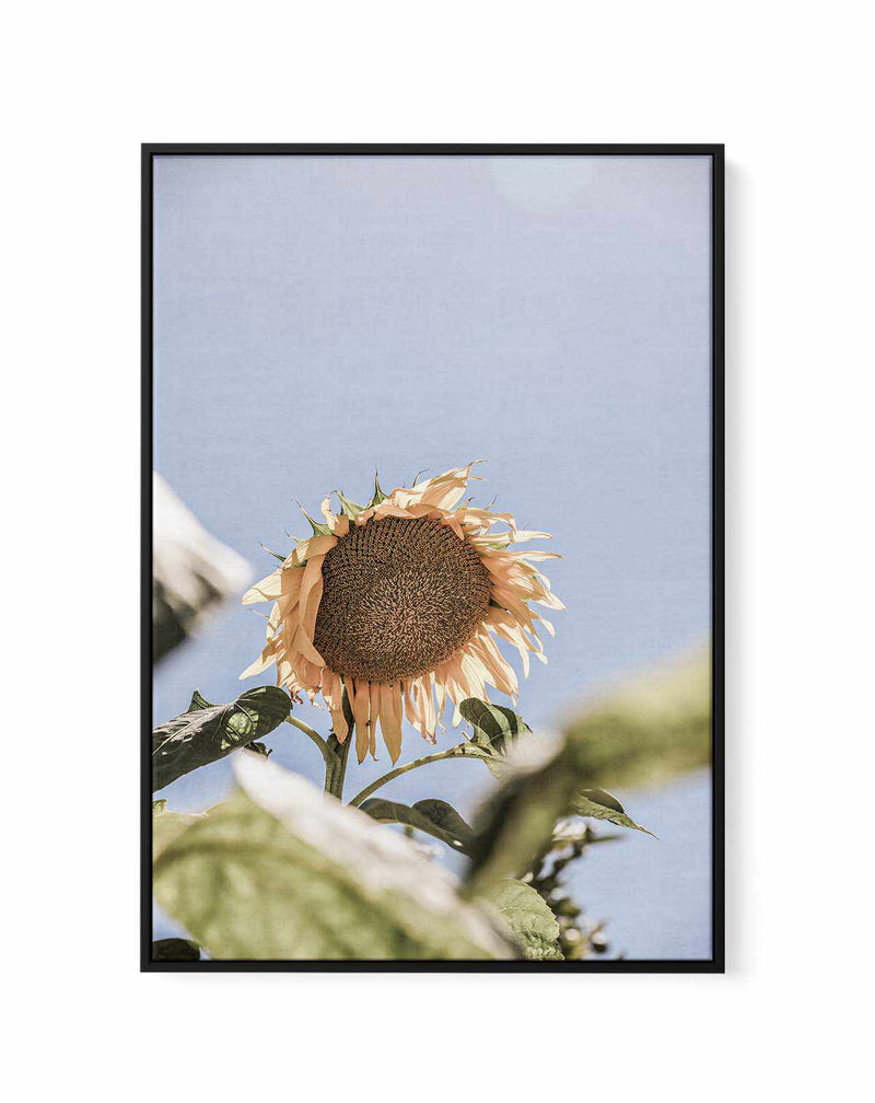 Sun Bloom Shot By Clint | Framed Canvas Art Print