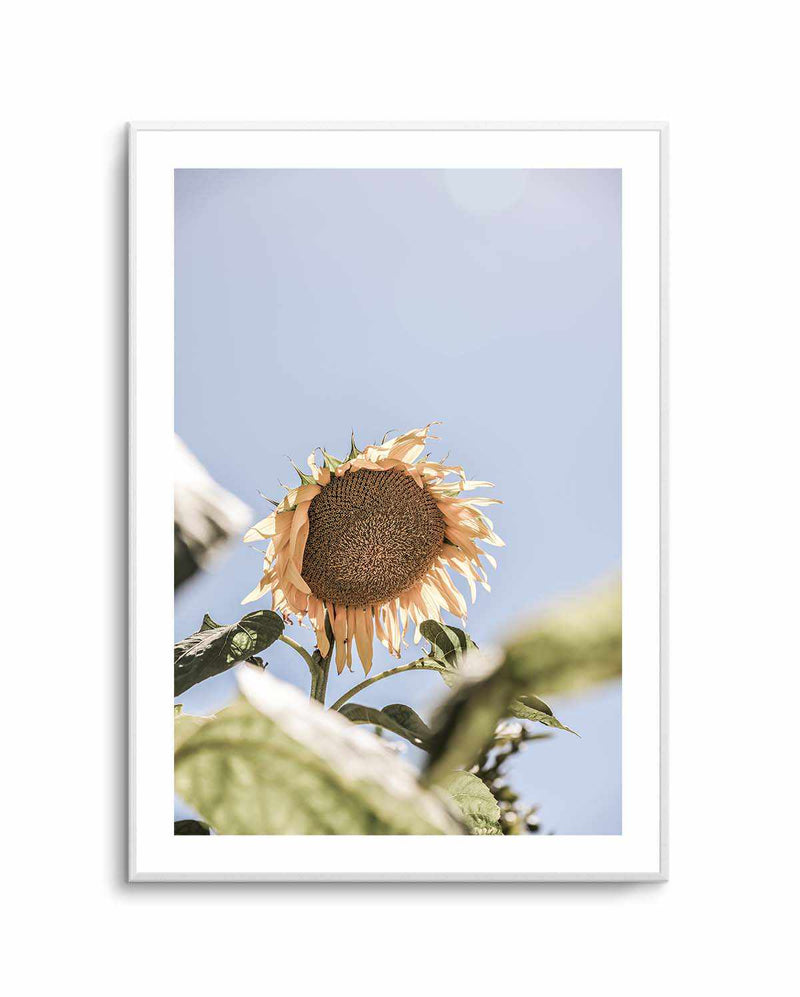 Sun Bloom Shot By Clint | Art Print