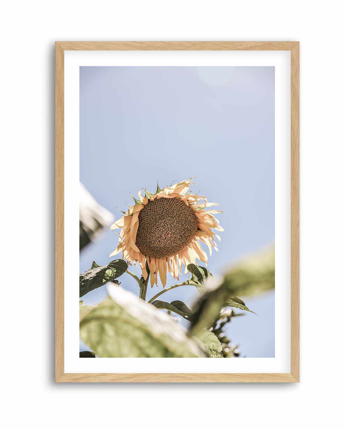 Sun Bloom Shot By Clint | Art Print from Olive et Oriel where you can shop wallpaper and artworks online